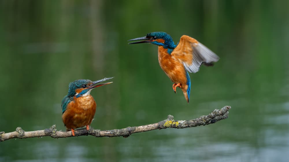Vibrant Kingfishers Landing by Cristian Vasile — canvas wall art