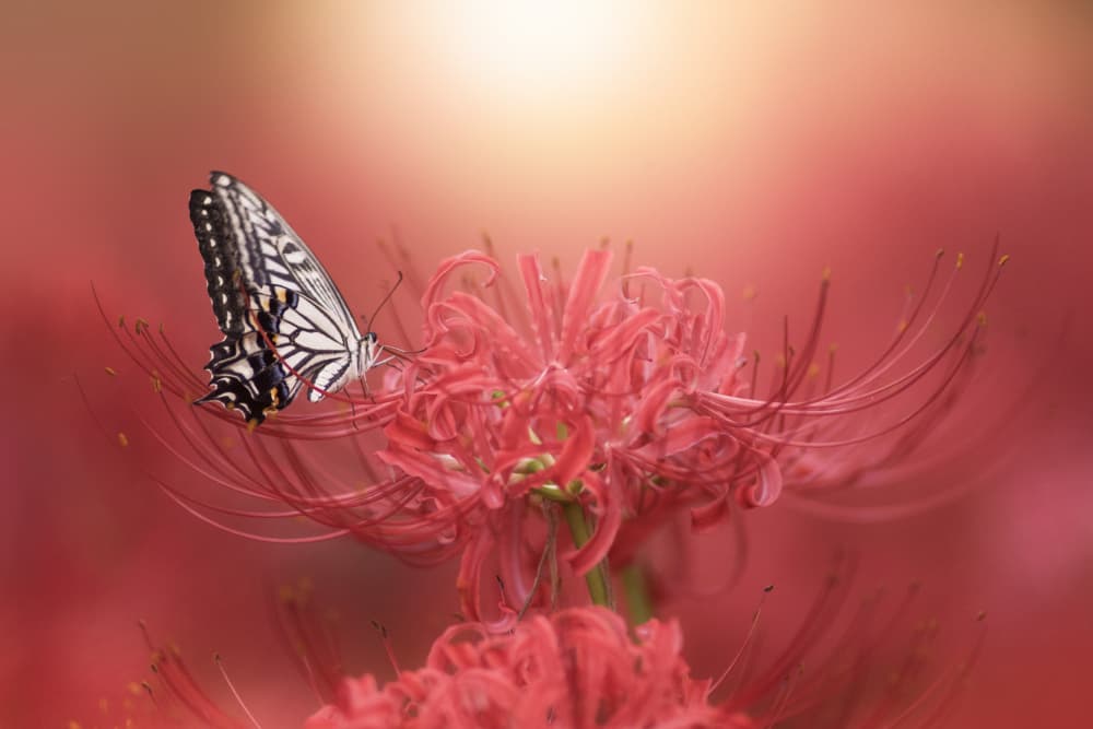 Butterfly on Red Spider Lilies by Takashi Suzuki — canvas wall art