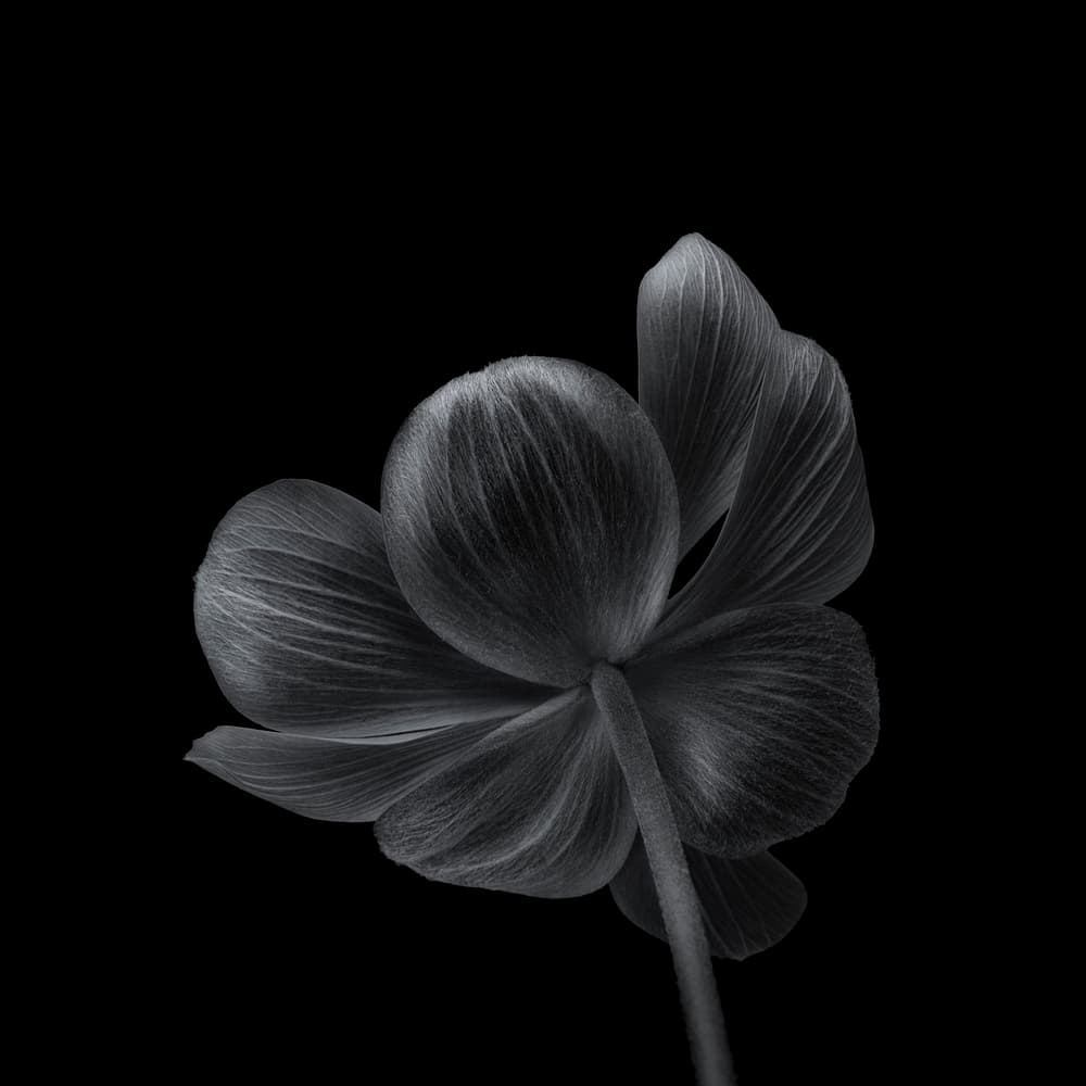 Elegant Dark Bloom by Lotte Grønkjær — canvas wall art