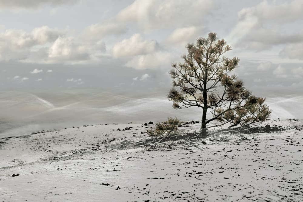 Lone Winter Tree Landscape by Christina Sillen — canvas wall art