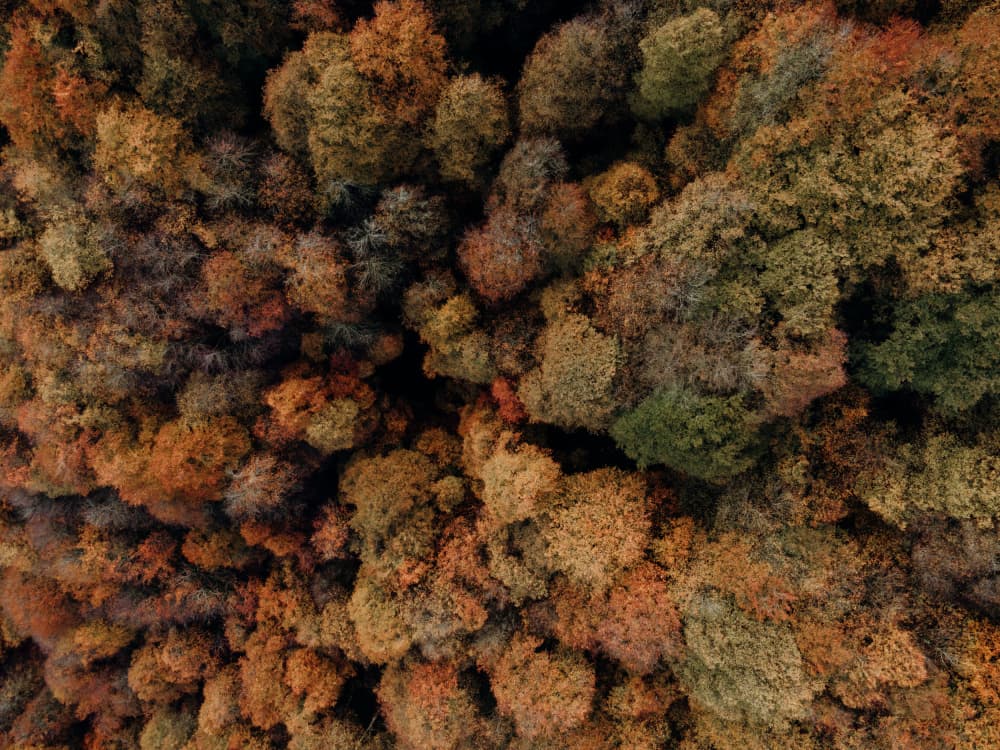Vibrant Autumn Forest by Javier Pardina — canvas wall art