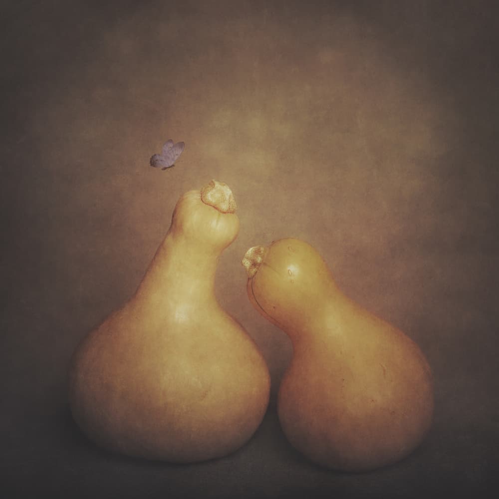 Rustic Gourds and Butterfly by Cicek Kiral — canvas wall art
