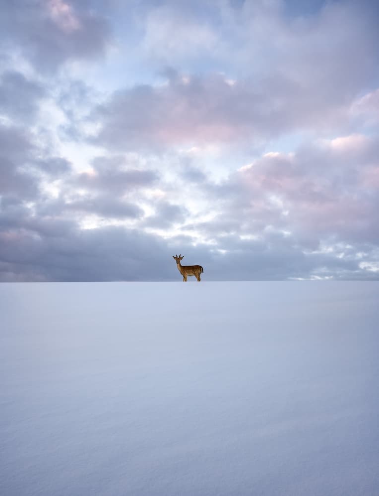 Winter Deer Horizon by Christian Lindsten — canvas wall art