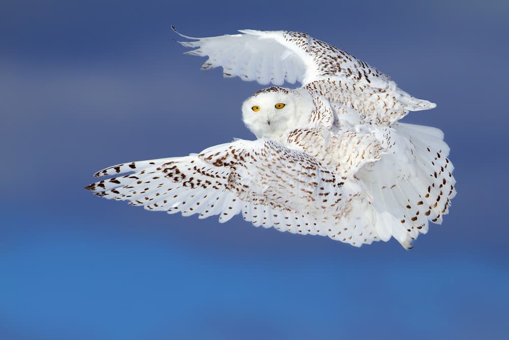 Graceful Snowy Flight by Jim Cumming — canvas wall art