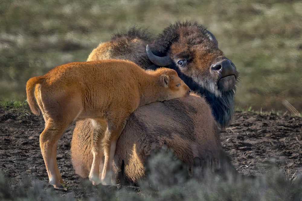Bison Mother and Calf by Arie Burla — canvas wall art