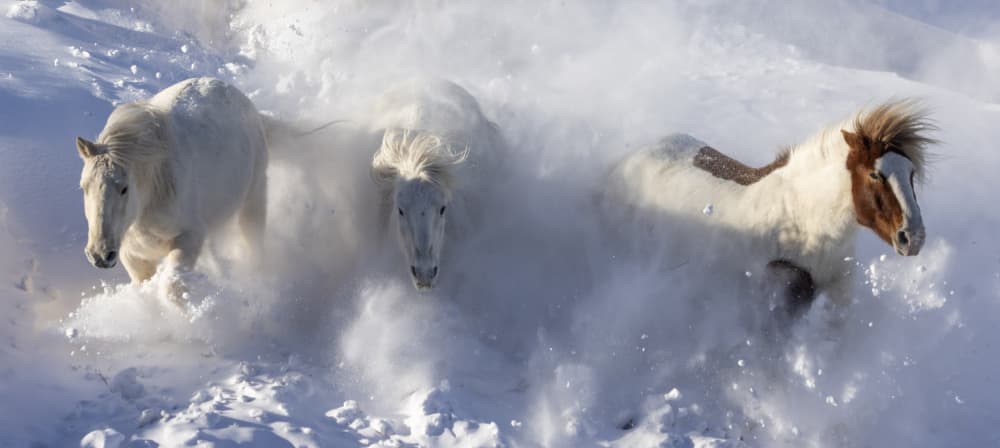 Galloping Snow Horses by Sally Widjaja — canvas wall art