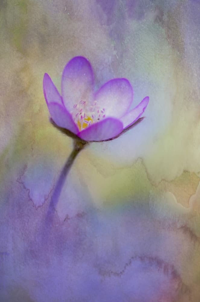 In the spring woods by Ulrike Eisenmann — canvas wall art