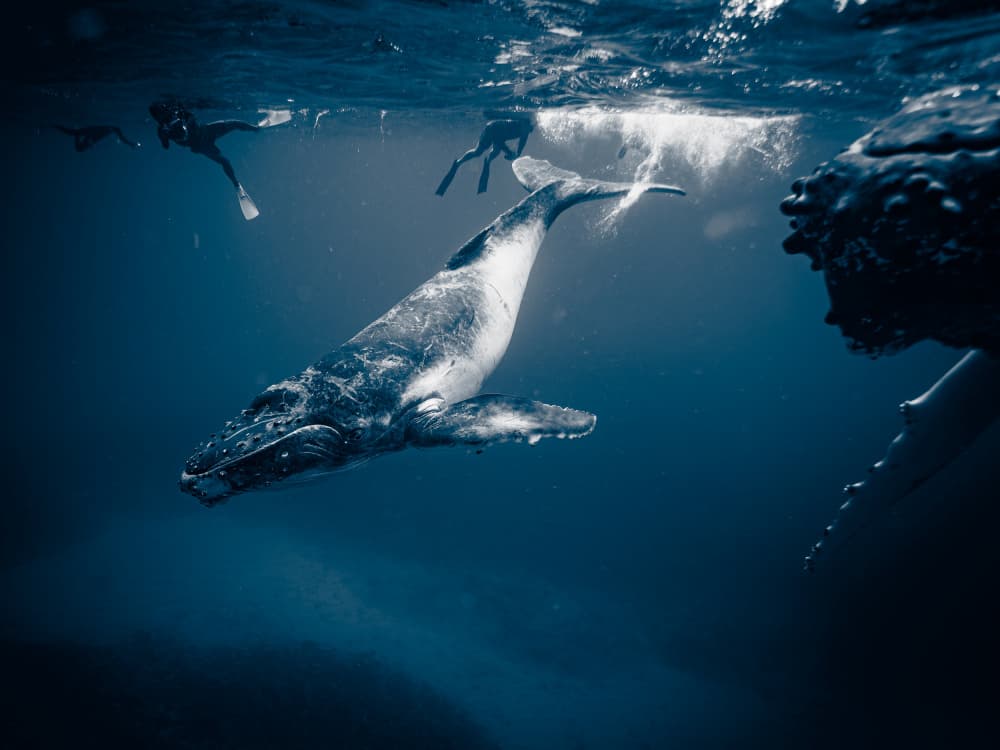 Majestic Whale Encounter by YUTAKA KURAHASHI — canvas wall art