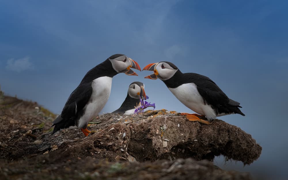 Puffins and Purple Flower by Larry Deng APA — canvas wall art