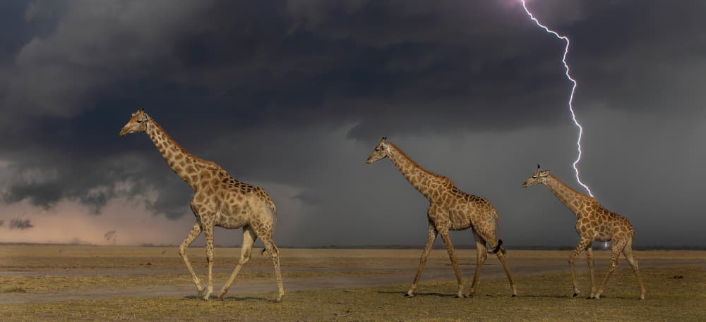 Wild Giraffes Lightning by Jannes Drotsky — canvas wall art
