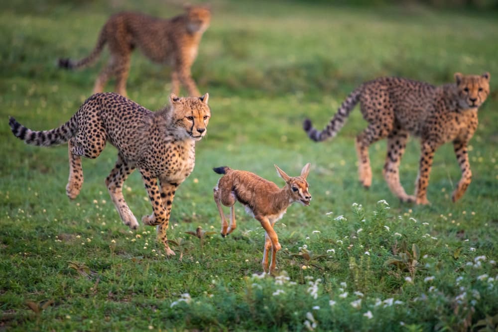 Cheetahs Hunting Gazelle by Mohammed Alnaser — canvas wall art