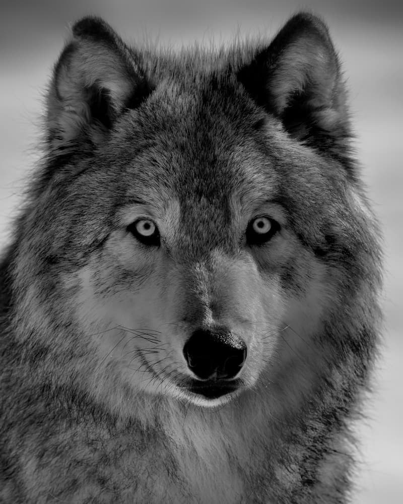 Intense Wolf Gaze by Phillip Chang — canvas wall art