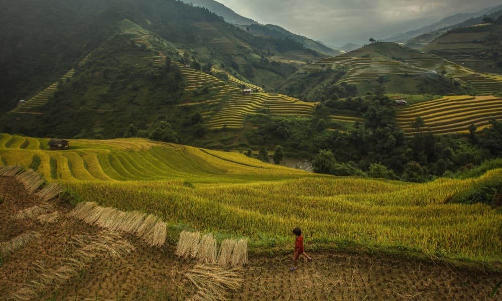 Golden Rice Terraces Valley by Jakkree Thampitakkull — canvas wall art