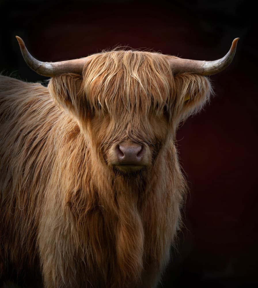 Majestic Highland Cow by Emanuel Papamanolis — canvas wall art