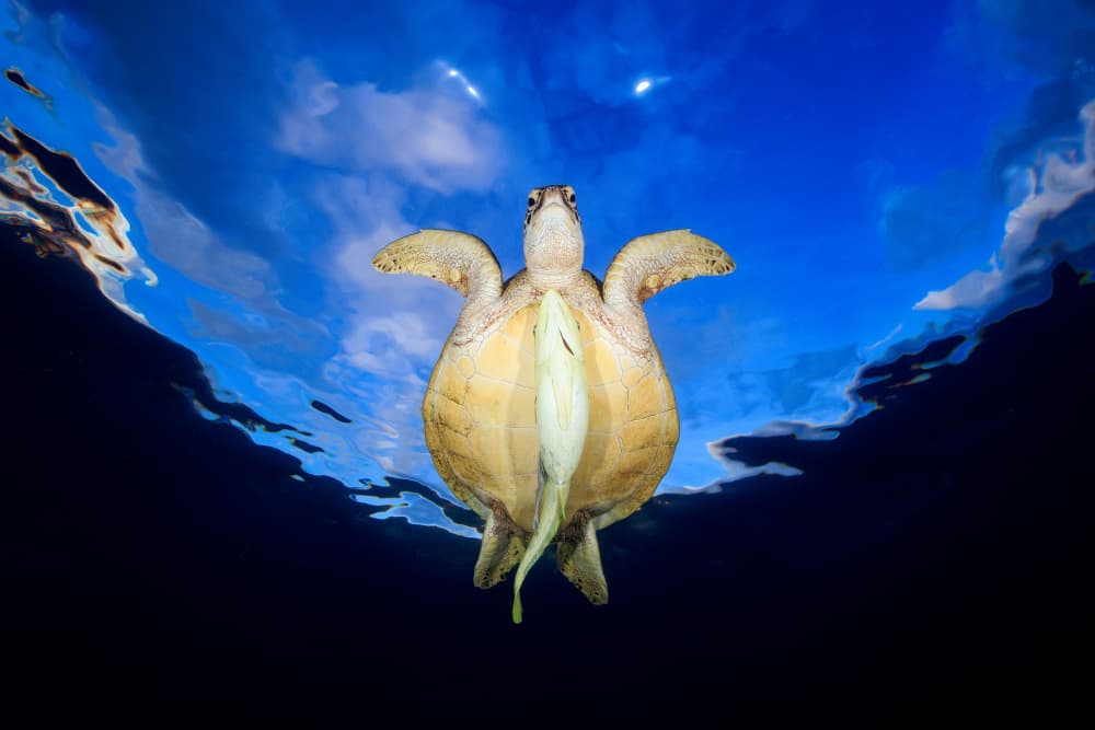 Turtle Soaring Blue Sky by Barathieu Gabriel — canvas wall art