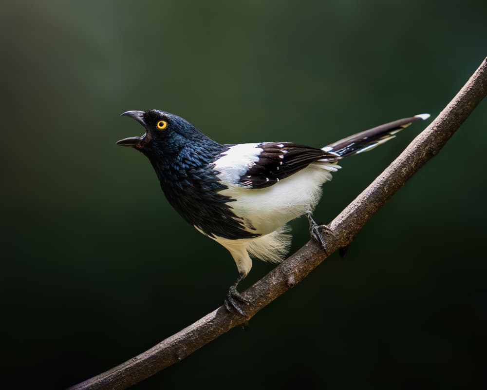 Black and White Calling Bird by Lisandro PEREZ — canvas wall art