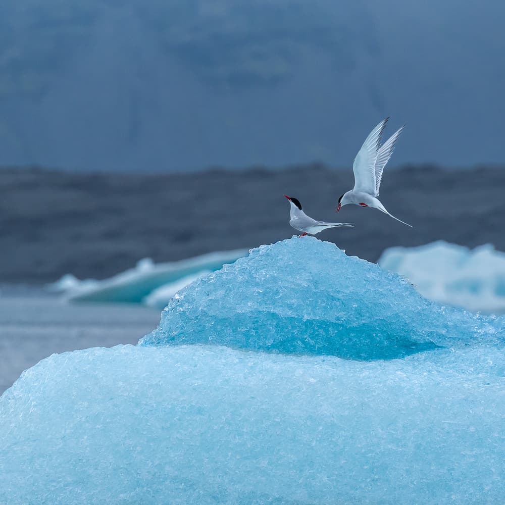 Arctic Terns On Ice by Marc Pelissier — canvas wall art