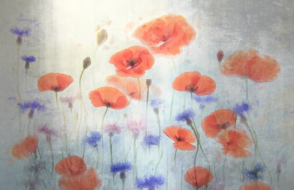 Soft Poppy Meadow by Catherine Wang — canvas wall art