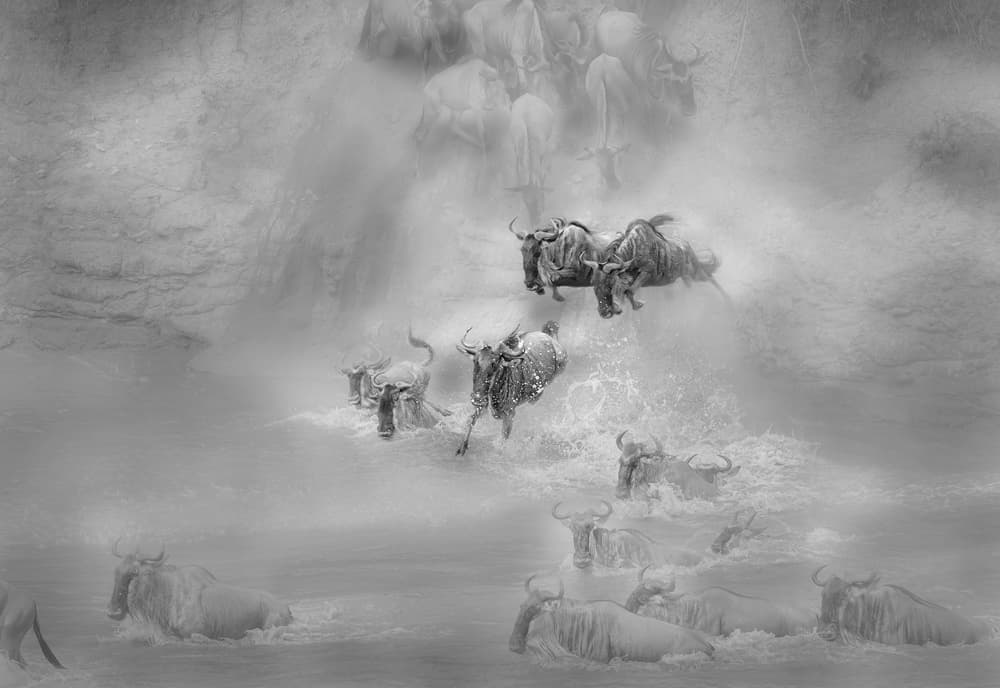 Dramatic Wildebeest Crossing by Hong Chen — canvas wall art