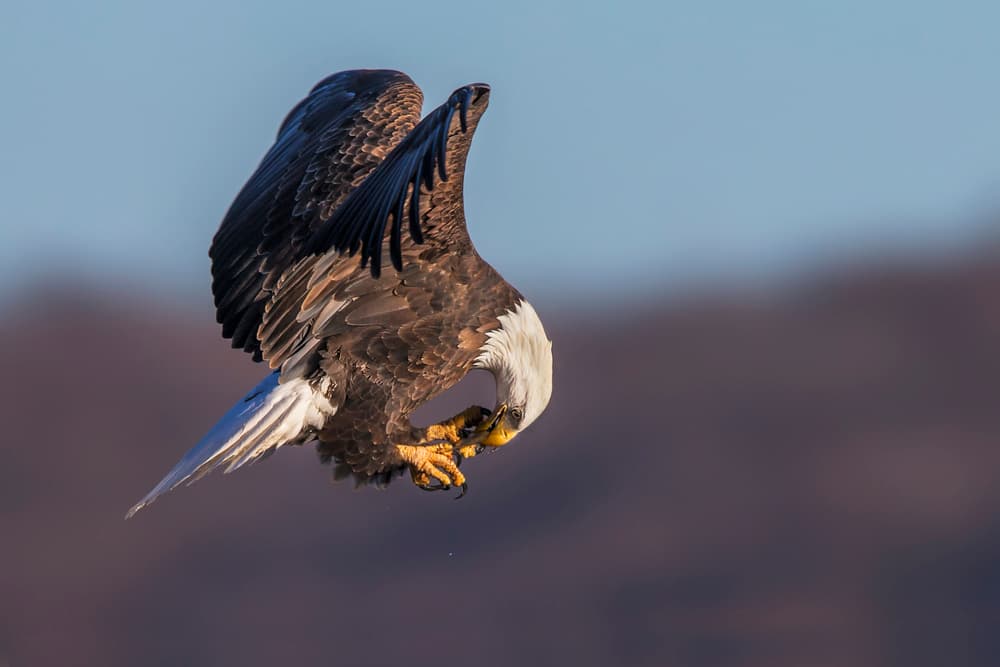 Diving Bald Eagle by Jun Zuo — canvas wall art