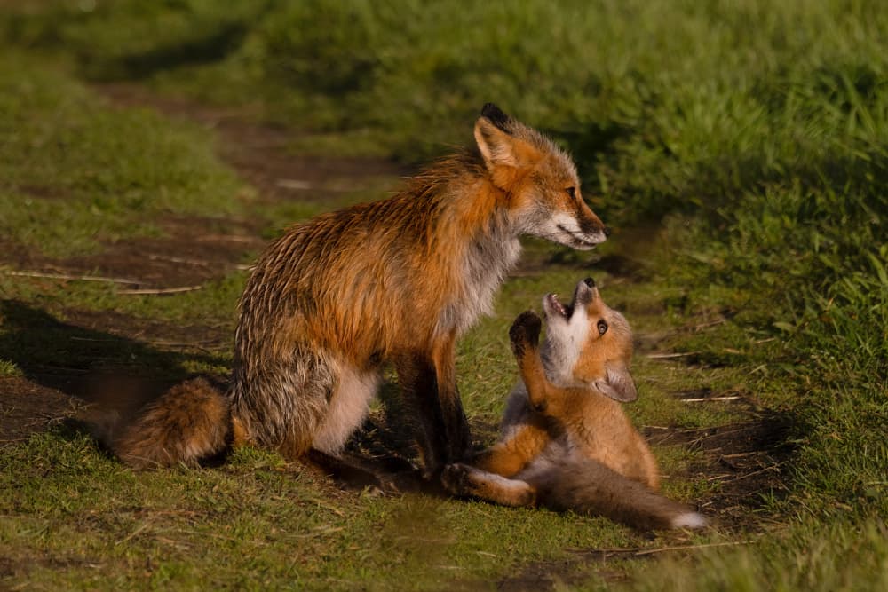 Playful Fox Cub by DonnaHom APA — canvas wall art