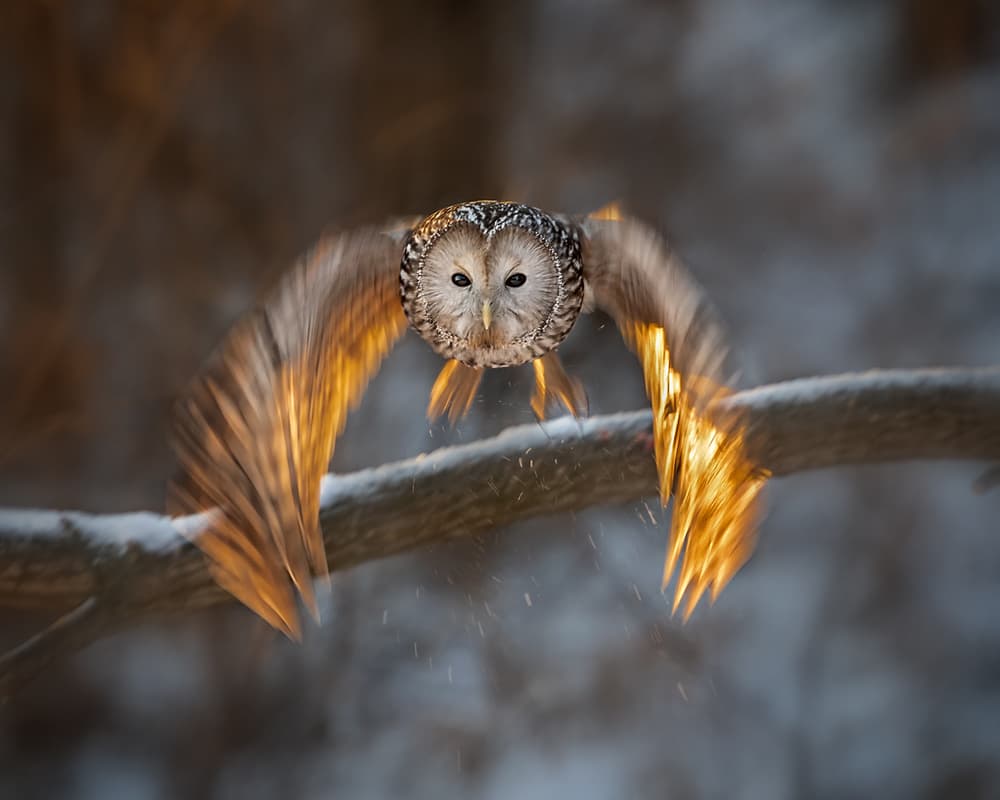 Golden Winged Owl Flight by Annie Poreider — canvas wall art