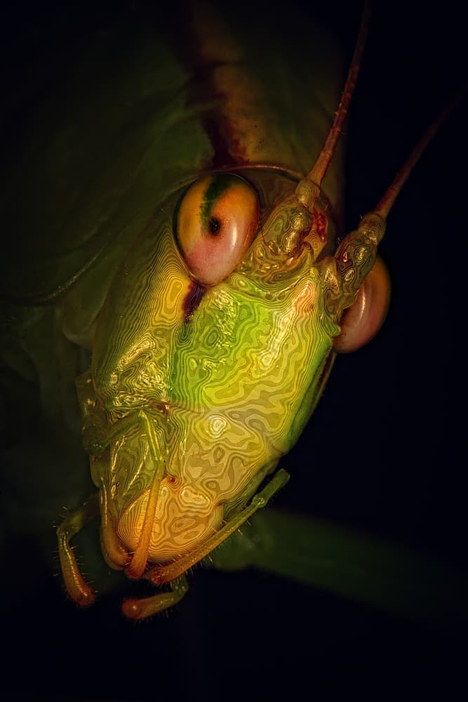 Vibrant Green Grasshopper by Jimmy Hoffman — canvas wall art
