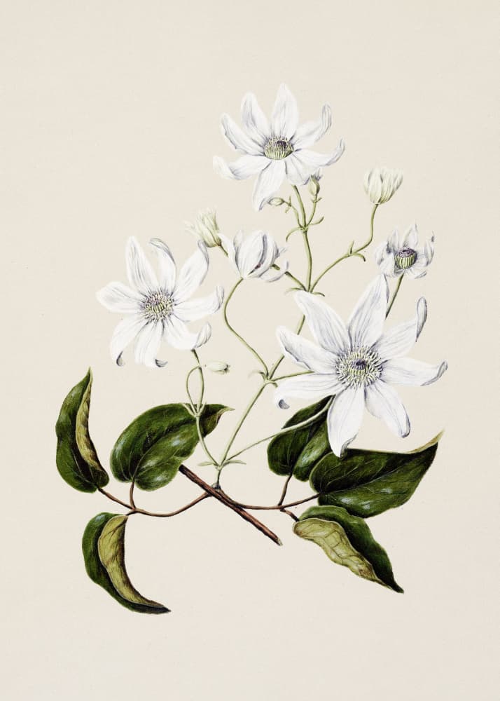 Puawananga   Clematis Indivisa Drawn By Sarah Featon (1848–1927) by Sarah Featon — canvas wall art