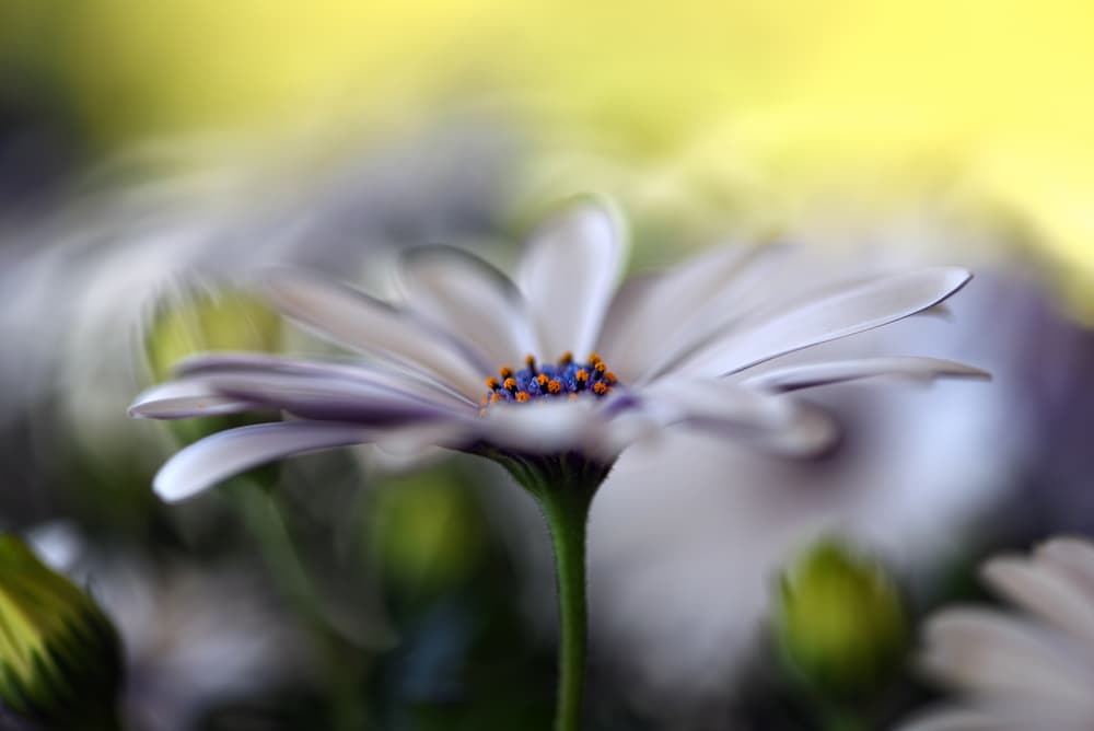 Vibrant White Daisy by Heidi Westum — canvas wall art