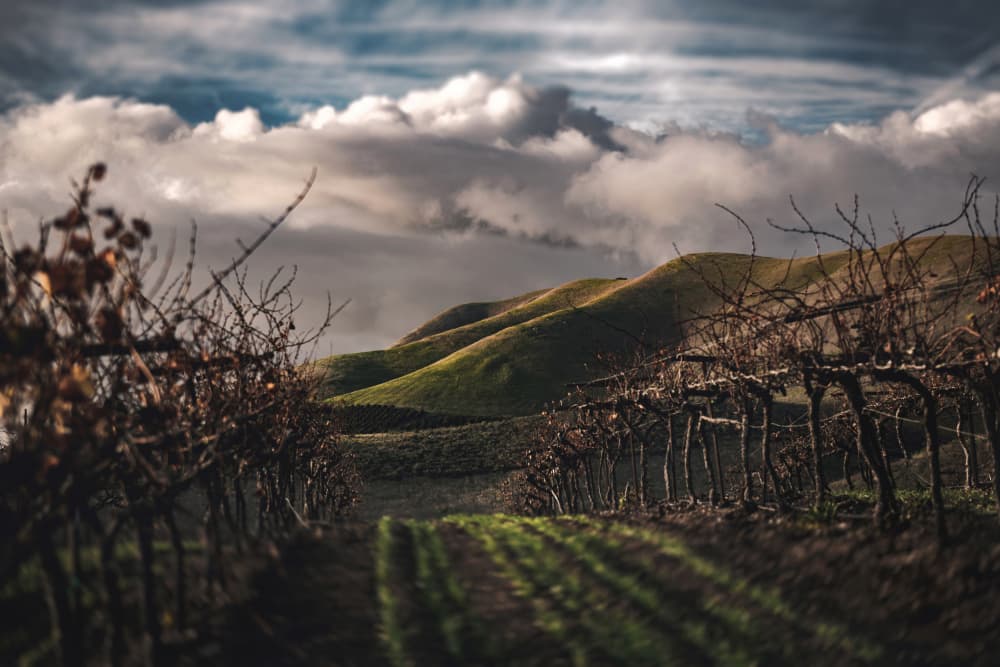 Rolling Vineyard Hills by Tim Mossholder — canvas wall art