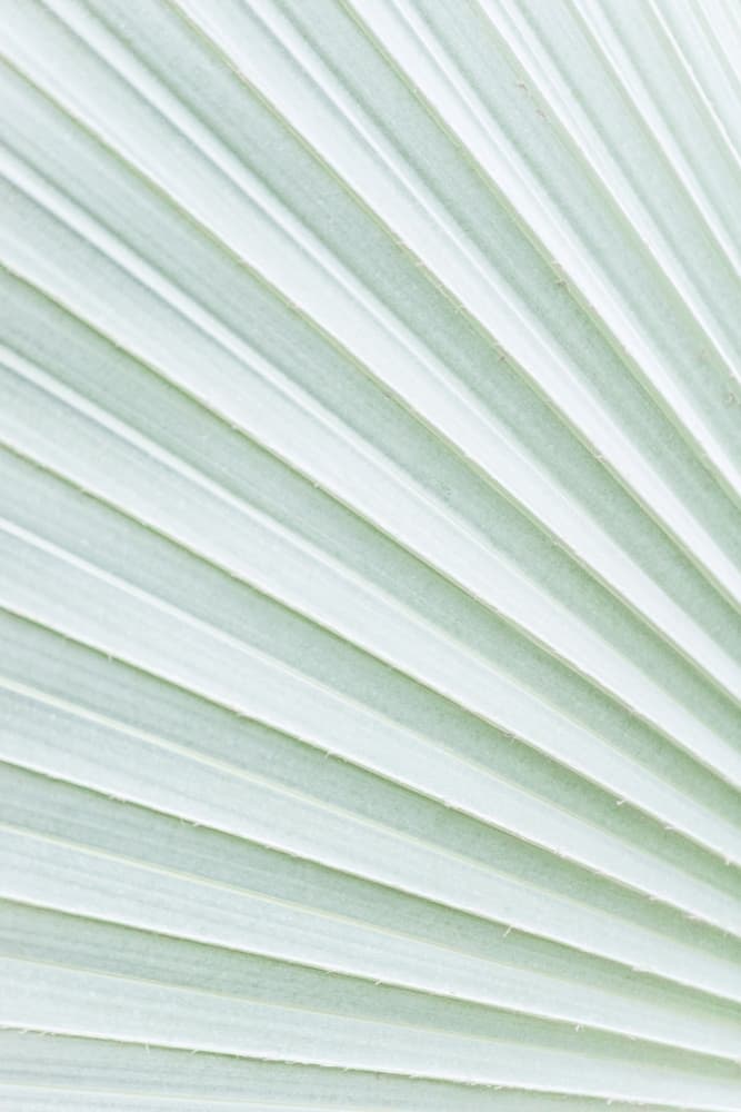 Serene Palm Leaf by Lynann Colligan — canvas wall art