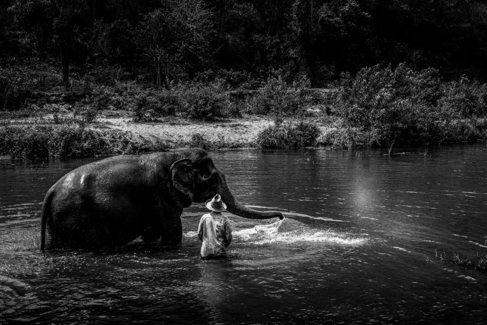 Elephant River Bath by Luis Borges Alves — canvas wall art