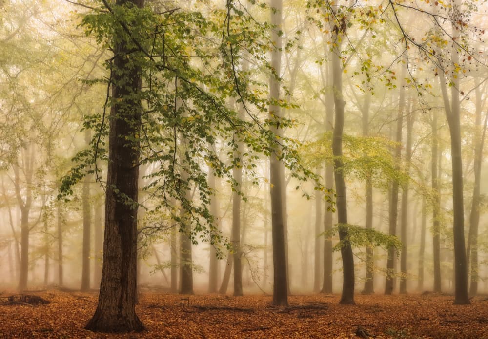 Misty Autumn Forest by Hilda van der Lee — canvas wall art