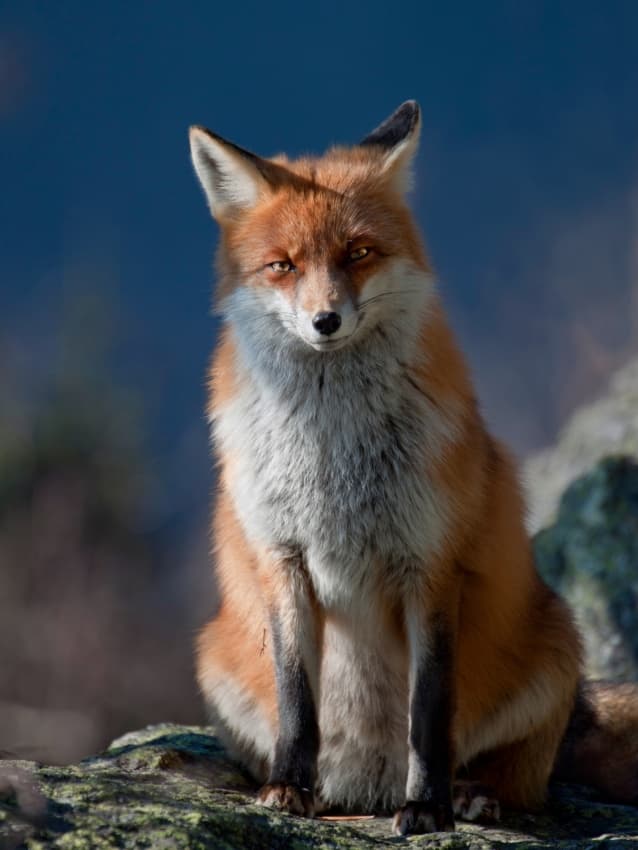 Watchful Red Fox by Peter Svoboda MQEP — canvas wall art