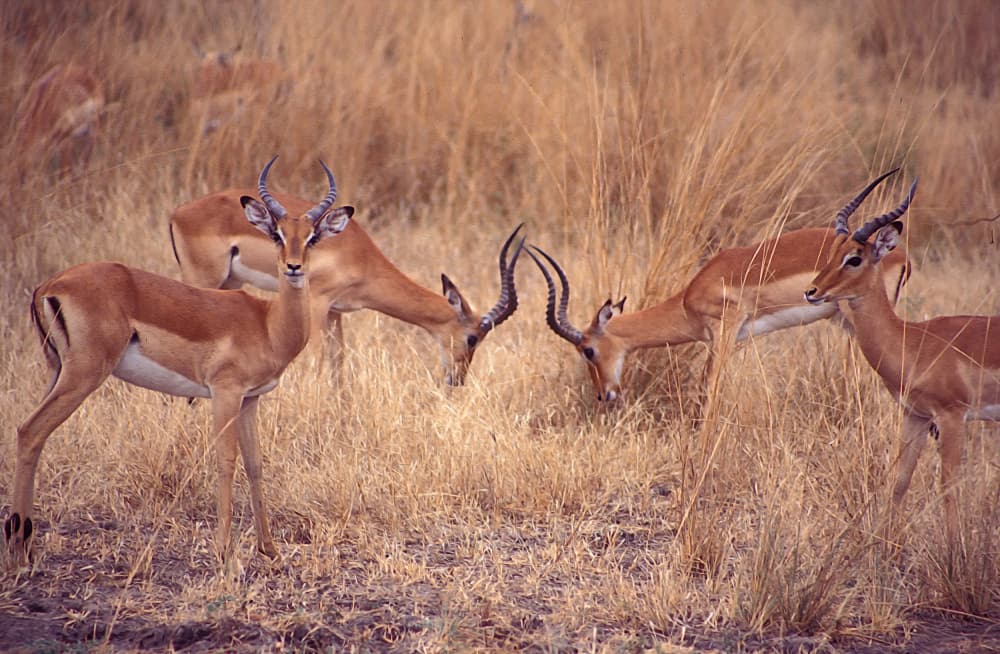 Impalas In Golden Grass by Zina Heg — canvas wall art