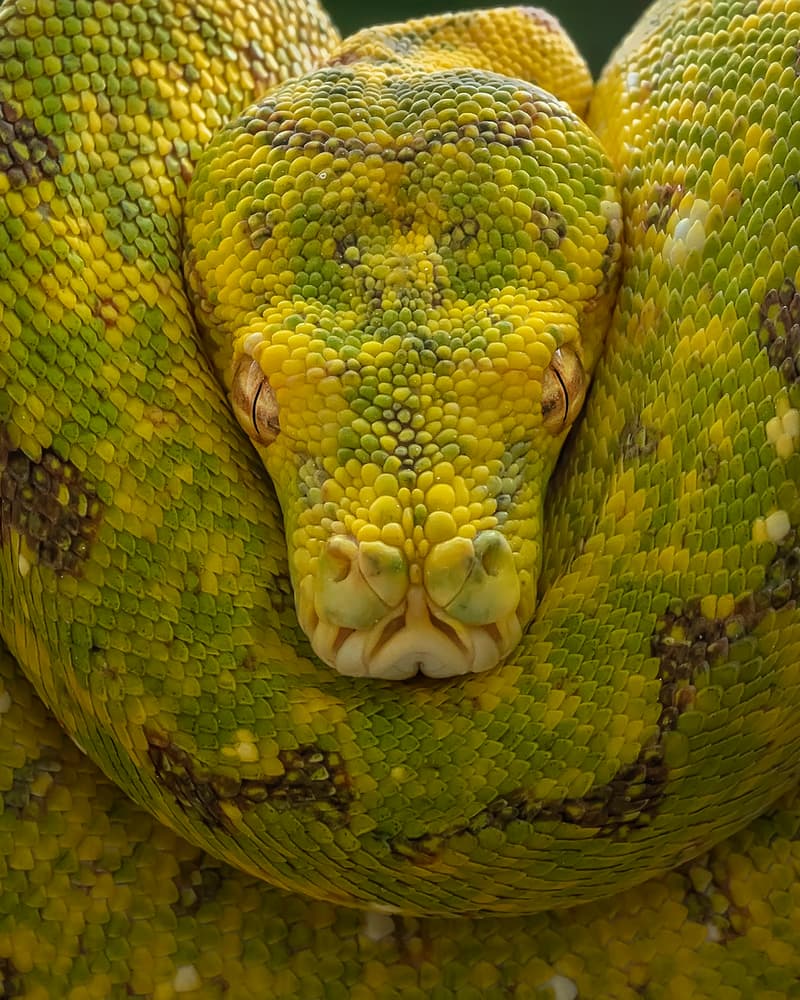 Emerald Coiled Python by Tantoyensen — canvas wall art