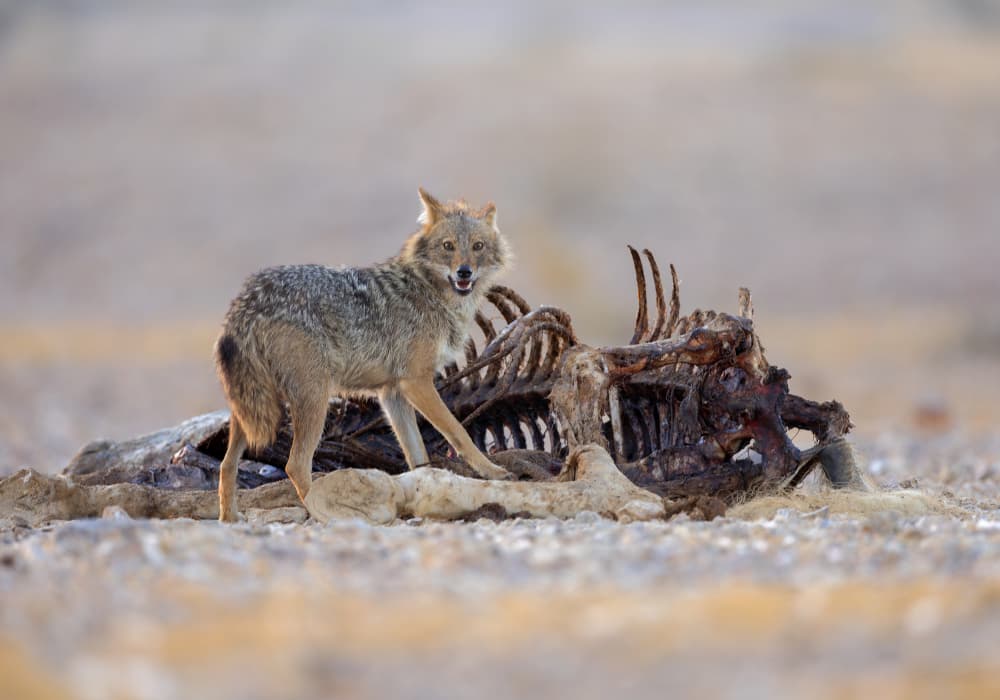 Golden Jackal Desert Scavenger by Shlomo Waldmann — canvas wall art