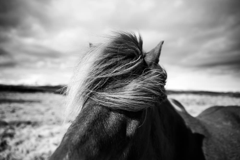 Windswept Horse Mane by Liesbeth van der Werf — canvas wall art
