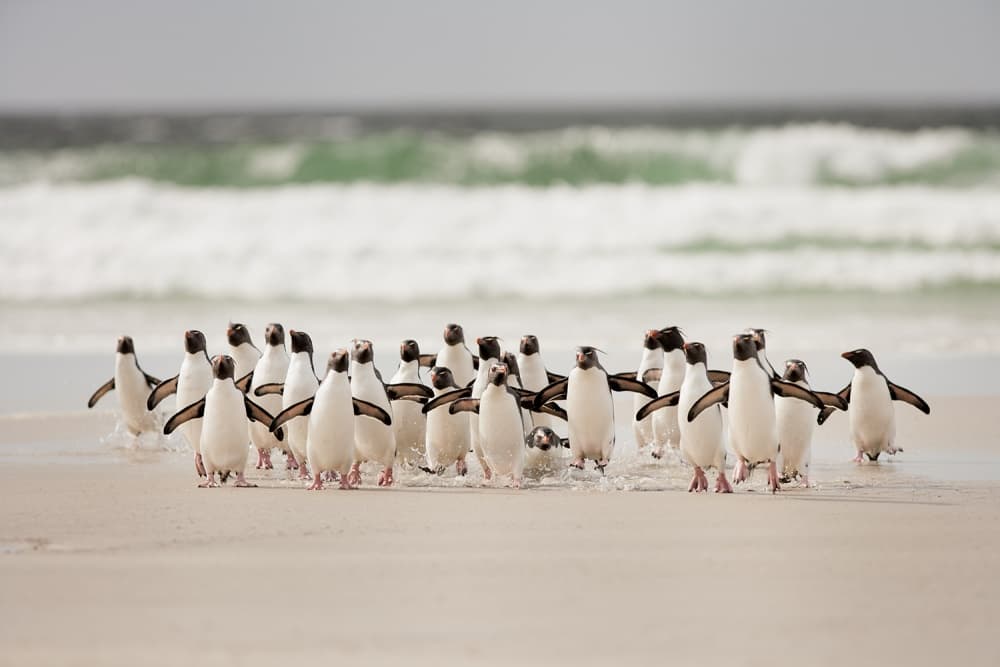 Wild Penguins on Shore by Joan Gil Raga — canvas wall art
