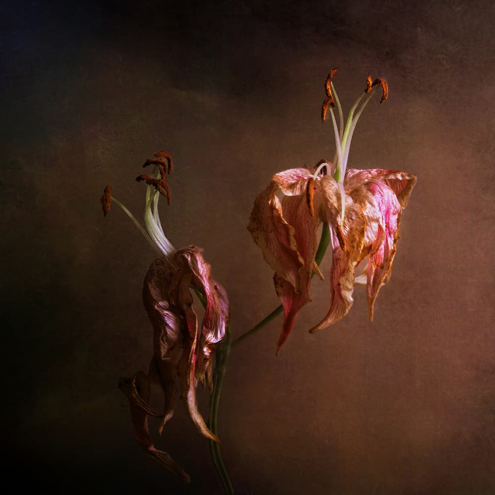 Elegant Fading Lilies by Margaret Halaby — canvas wall art