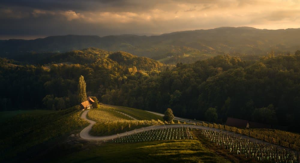 Golden Vineyard Hills by Javier de la Torre — canvas wall art