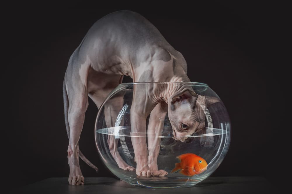 Curious Sphynx Cat Goldfish by Marcel Egger — canvas wall art