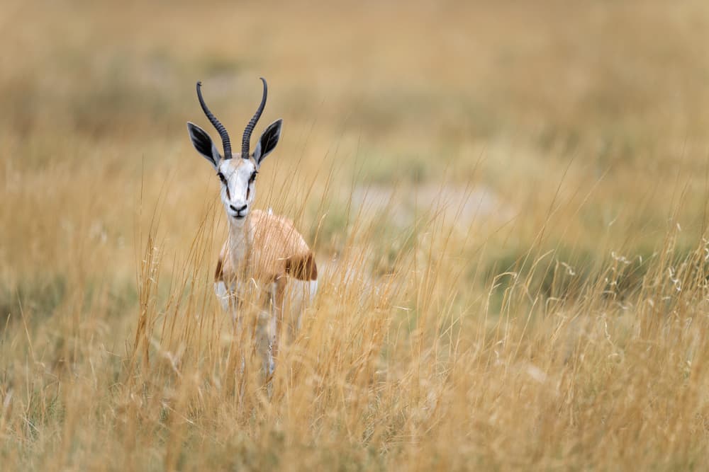 Watchful Springbok in Grass by Massimo Felici — canvas wall art