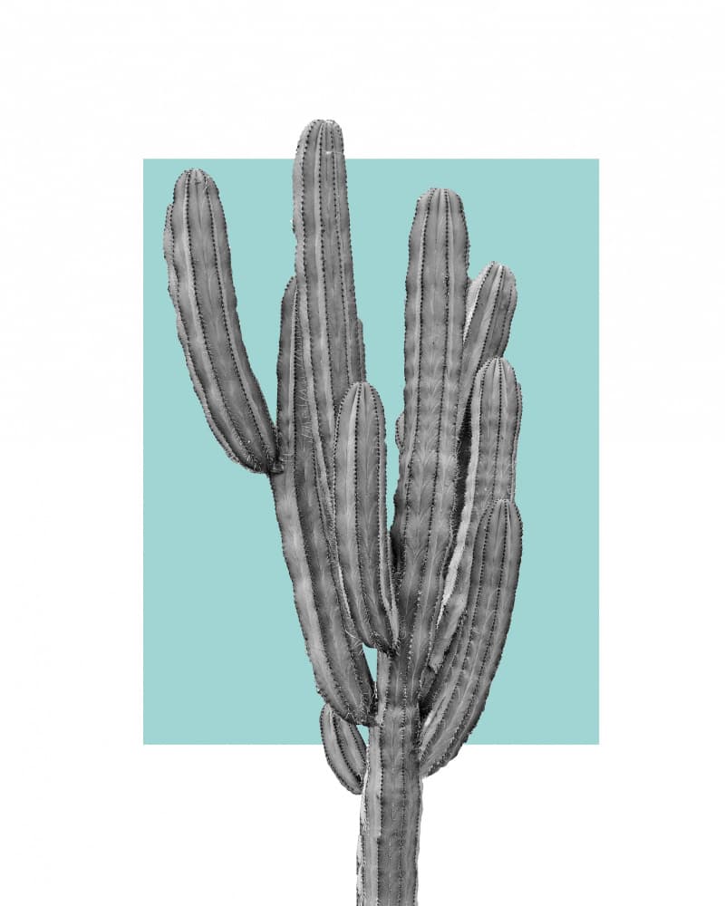 Modern Teal Cactus by Bronwyn Baker — canvas wall art