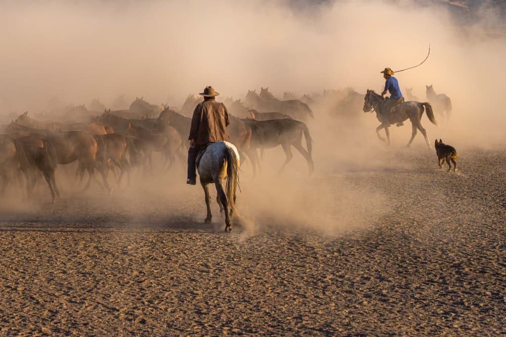 Cowboys Herding Dusty Horses by Mustafa Sahin — canvas wall art