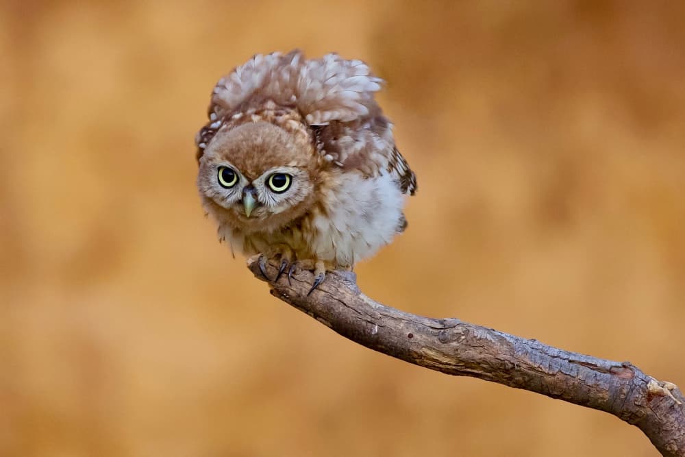 Little Fluffy Owl by David Manusevich — canvas wall art