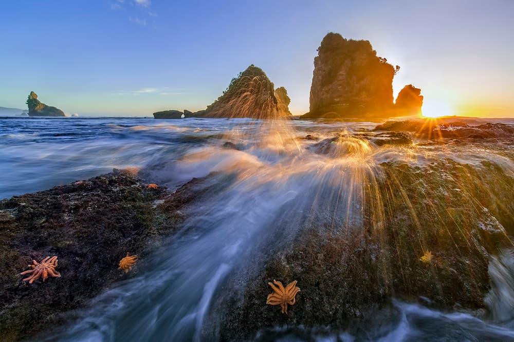 Golden Ocean Starfish Splash by Hua Zhu — canvas wall art