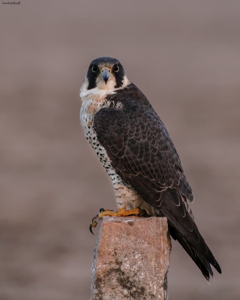 Watchful Peregrine Falcon by Sandeep Shroff — canvas wall art