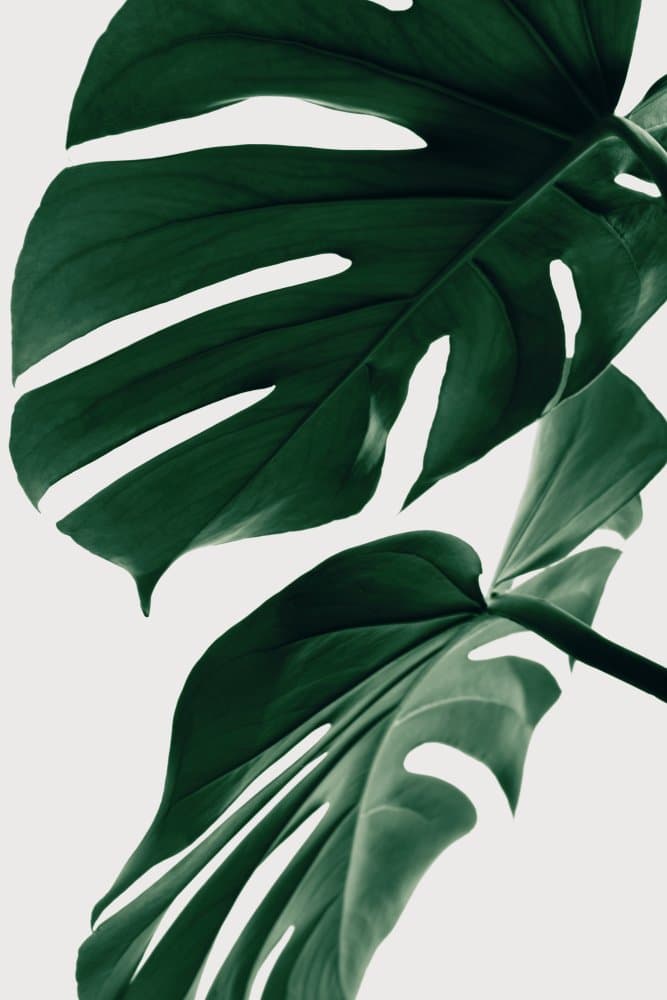Tropical Monstera Leaves by Pictufy Studio III — canvas wall art