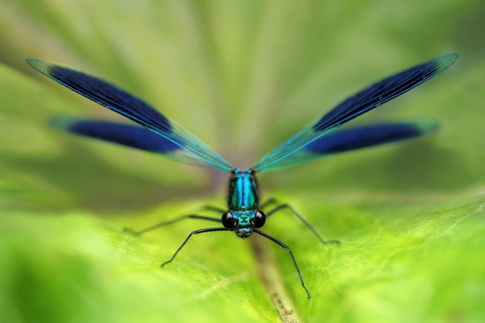 Blue Damselfly Gaze by Jimmy Hoffman — canvas wall art